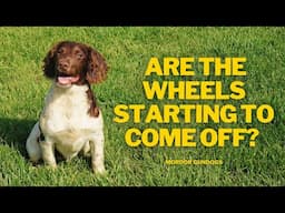 A Realistic Training Session With A Five Month Old Puppy