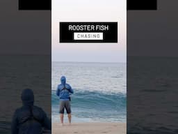 Rooster fish CHASING in the Surf! 🤙🔥 #fishing #shorts