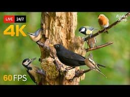 🔴 24/7 LIVE: Cat TV for Cats to Watch 😺 Countless Birds in the Tree. No Squirrels! 4K Cat Games