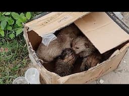 Shivering with wet fur, four weak puppies lay in a cardboard box by the roadside calling for help