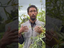 Akwaaba Food Forest
