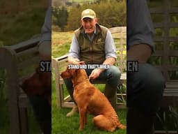 Dog In SEASON: Bleeding, Fertility & Training