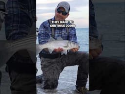 Catching Striped Bass in the Surf #surfcasting