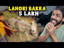 5 LAKH KA LAHORI BAKRA - Mandi Vlog Part 2