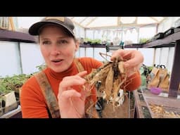 Let’s Plant 100+ Bulbs and Flowers Together: Hostas, Dahlias, Lilies & More