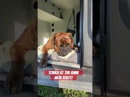Bullmastiff Tonka at the BMW MOA Rally! #bullmastiffs #campdog #dogbreeds #bulldog #canecorso