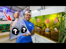 Buying Colorful DISCUS for My NEW 300G AQUARIUM!!