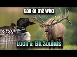 Call of the Wild - Elk Bugle and Loon Call - Best Nature Sounds - HD Audio Recorded with Budget Mic
