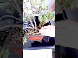 How To Repot Juniper Bonsai
