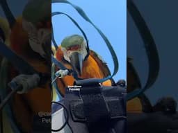 MACAW goes OUT OF THE HARNESS and FLYING OFF INTO THE blue SKY- JUST TO COME BACK!