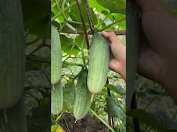 Fat Cucumbers #cucumber #farming #garden