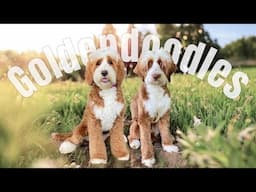 we decided to use DAVE the mini tuxedo goldendoodle for the dad of this upcoming litter!