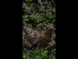 It’s always “leg day” for Bornean rock frogs. #ParadiseIslands