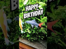 HAPPY BIRTHDAY | 6 Years old today #exoticaquariumfish #fishaquarium #fishtank #aquarium #redtail