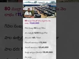 "80 ముర్రా గేదెలతో 11 లక్షల లాభం! | Dairy Farming Success Story | Telugu Business Idea 2025"#shorts