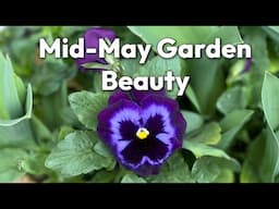 Weekly Cottage Garden Tour Mid-May Blooms Not To Miss! Flower Patch