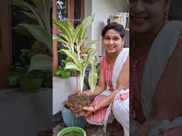 Repotting of aglaonema plant #chineseevergreen #aglaonema #lipshaworld #trendingshorts #shortsviral