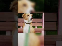 Sinhala Hound: A Street Dog with a Heart of Gold!