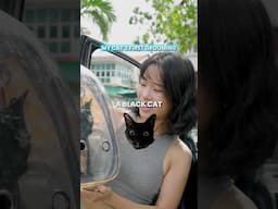 cat's first grooming