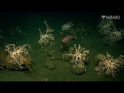Better together: Finding community in the deep sea for Earth Day