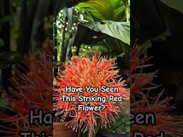AfricanBloodLily #BloodLily #RedFlower #ExoticPlants #GardenBeauty #FlowerPower