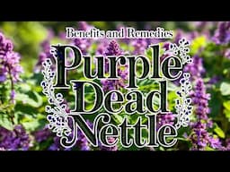 Uses & Benefits Purple Deadnettle