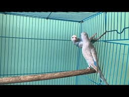 Budgies parrot 🦜 Breeding single Setup // How to care Single Cage breeding
