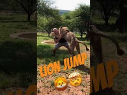 Would you Catch a Lion?🤔
