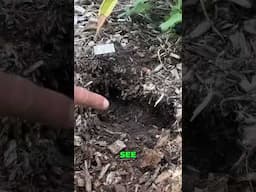 How to grow a pineapple FOR FREE 🍍 #shorts