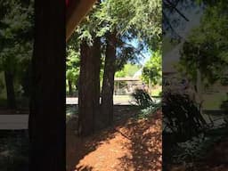 Wildlife safari train ride 3