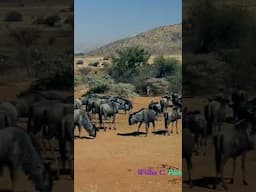 Amazing Africa  #africa #wildlife #animals #africansafari