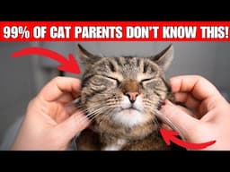 If you rub your cat’s cheeks every day, this will happen