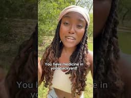 You Have Medicine In Your Backyard! Yellow dock, dandelion root, wild lettuce & more!