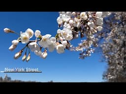 Spring Serenity Cherry Blossom Walk in Central Park NYC April 9 2025