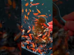 Feeding 1000s Of Stunning Japanese Koi Fish !