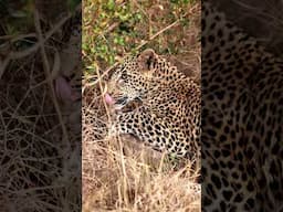 Leopard Catches Pangolin! Will It Survive the Attack?