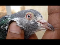 Original Red Eyes Border Wale Kabootar For Sale 9797324215 #borderwalekabootar #kabootar #pigeon