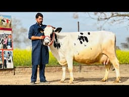 Only One in Punjab || The Real King 👑 Hi-Tech Dairy Farming || Gurwinder Dairy Farm