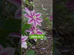 Easily Add Privacy with this Affordable Trellis Fence!