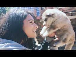She Brings A Puppy Home And Then Things Start To Get Out Of Hand