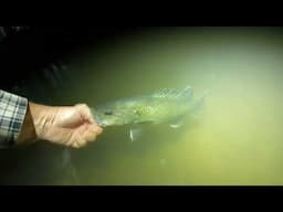 Fishing In A Mixed Species Creek