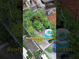 Berkebun di Rooftop