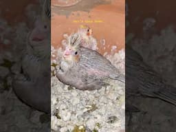 Cockatiel colony breeding progress #shorts #youtubeshorts #birds #cockatiel #lovebirds #parrot #pets
