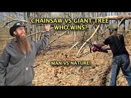 Moving a huge tree #narrowayhomestead #offgridlife #treedown #chainsaw #treeremoval