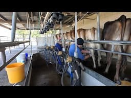First Time Teat Sealing & Starting To Dry Cows Off