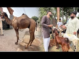 Lahore Mandi Agaiy Bkry Dekhne k lye😍