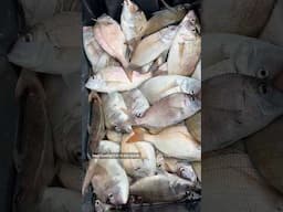 Catching and Selling 300 POUNDS of Fish #shorts