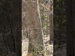 Watch This Imossible Shot!