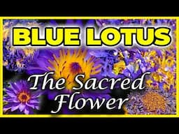 Discover the Mind-Altering & Spiritual Power of BLUE LOTUS | Yeyeo Botanica