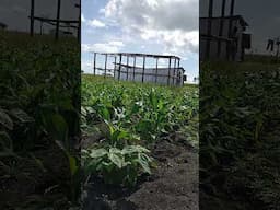 #shorts #maize #beans #farming #agriculture #farm #food #gardening #farmlife